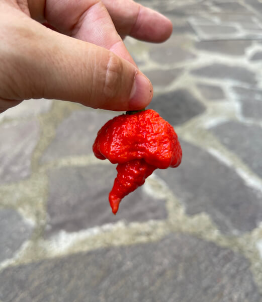 Reaper Brain Red